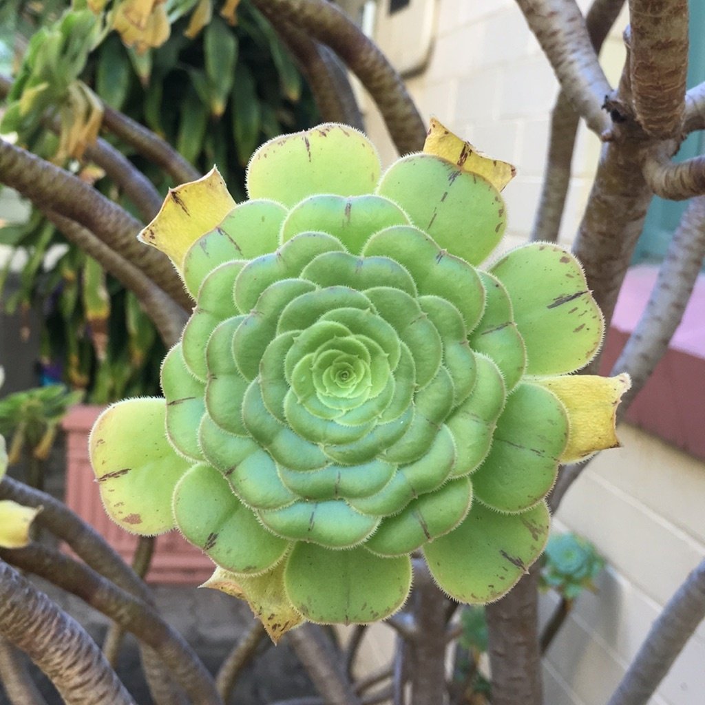 Aeonium arbóreo