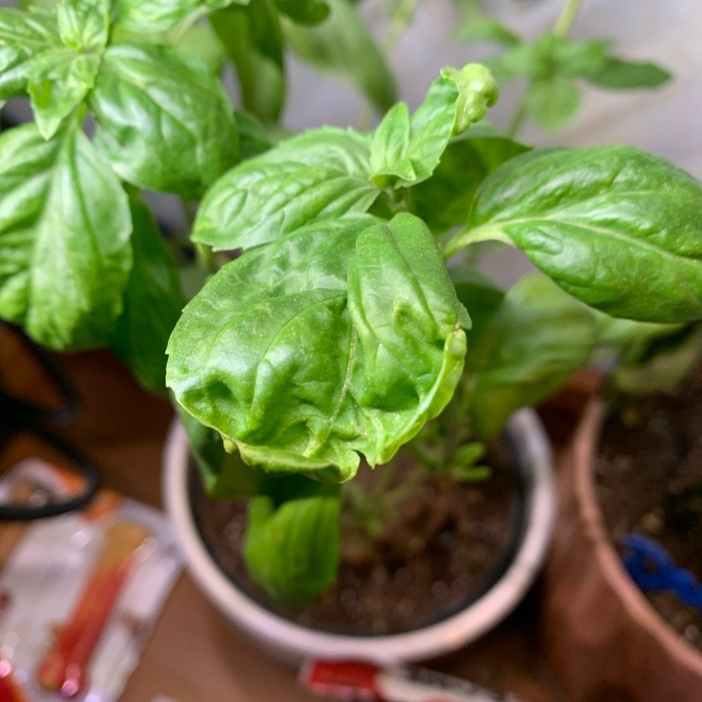 Albahaca Dulce