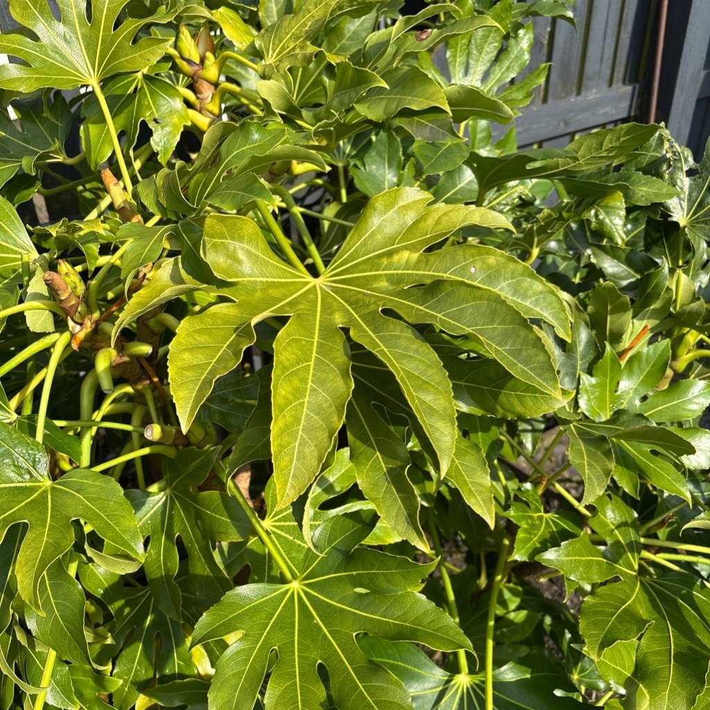 Aralia japonesa