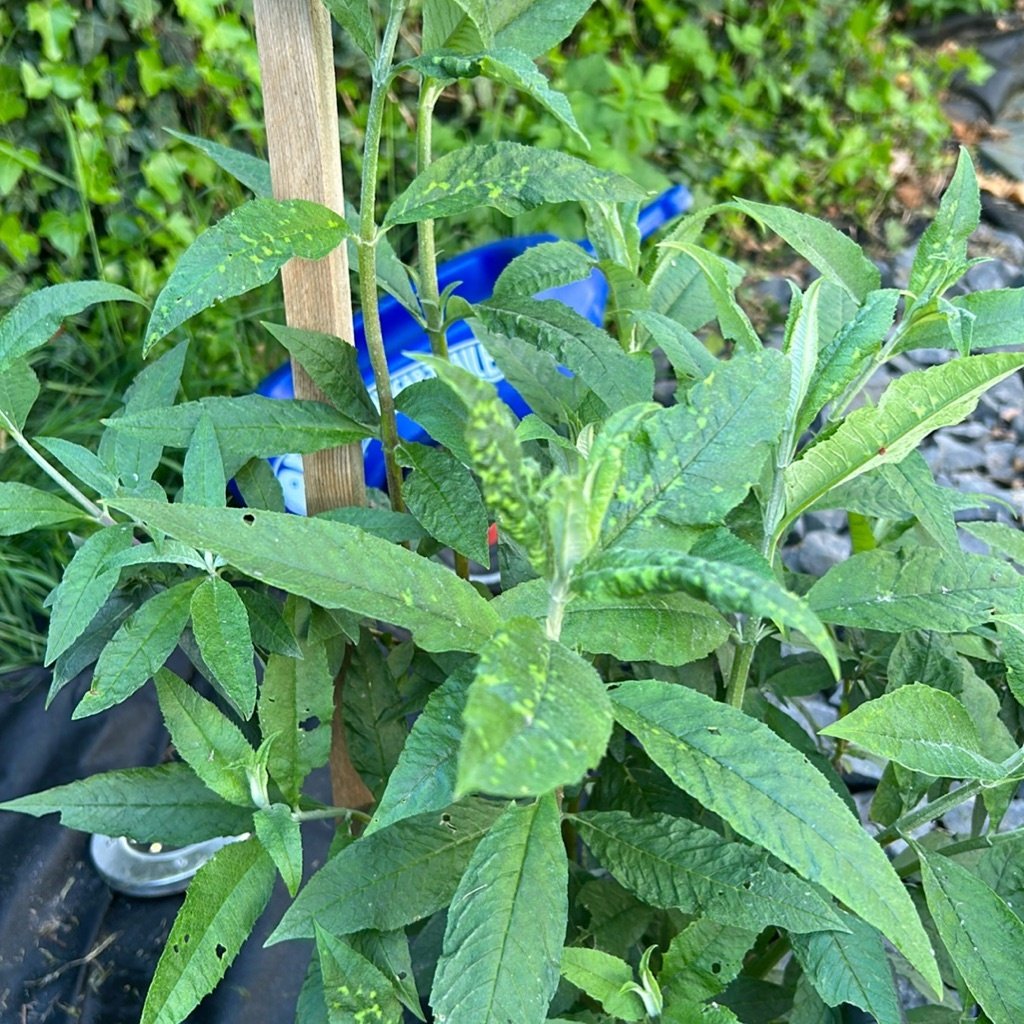 Arbusto de las Mariposas