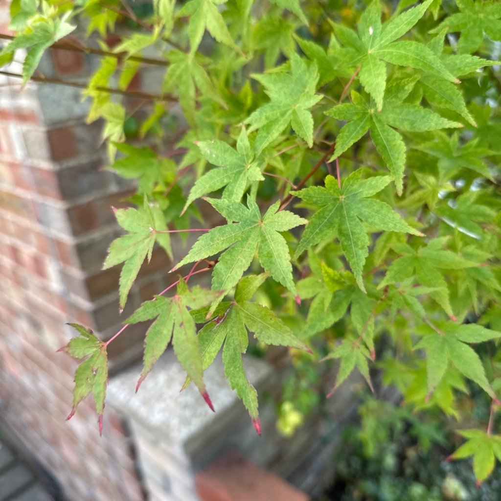 Arce Japonés