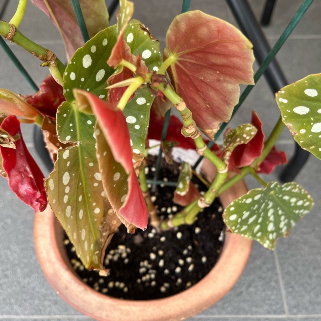 Begonia de lunares