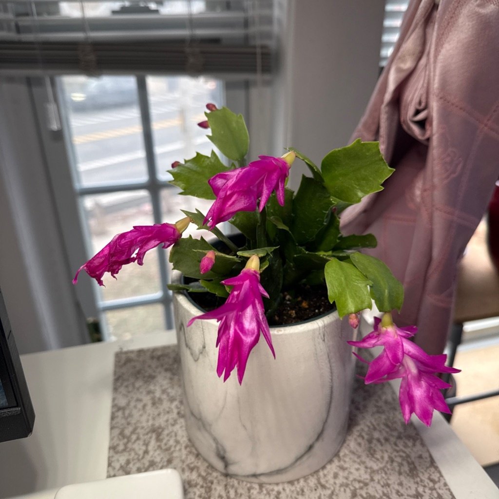 Cactus de Navidad
