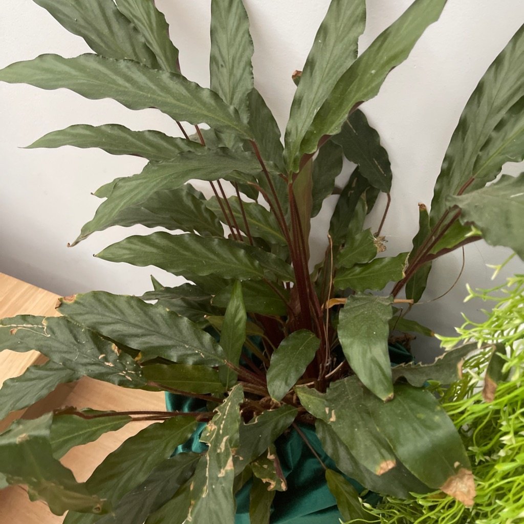 Calathea de terciopelo
