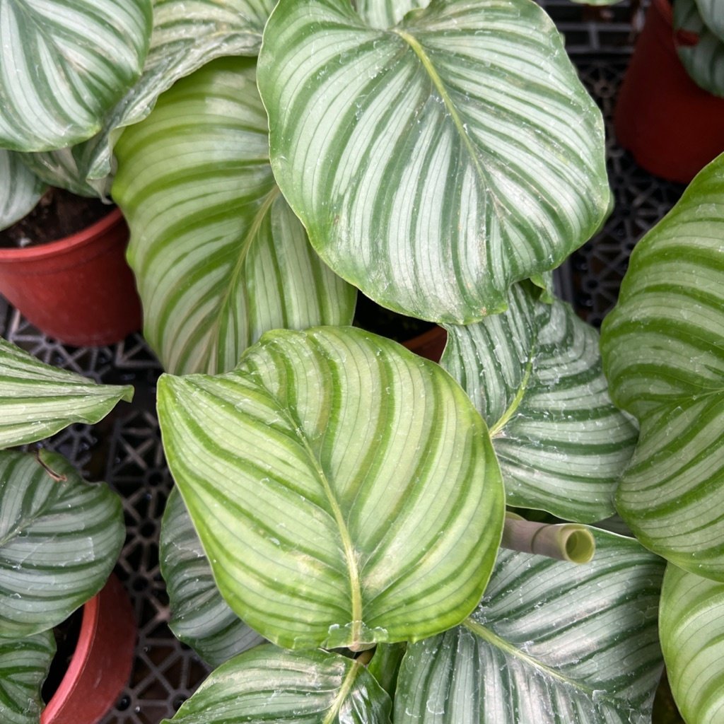 Calathea orbifolia