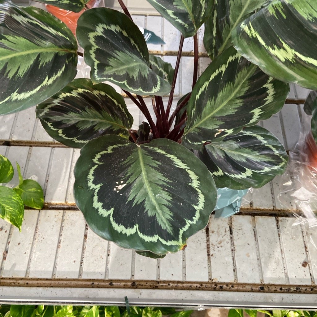 Calathea roseopicta