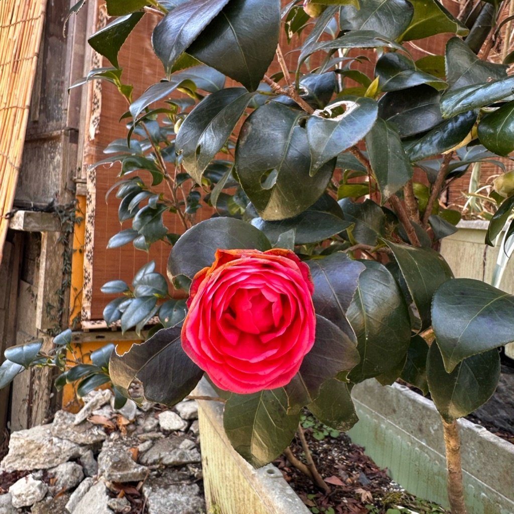 Camellia Japonesa