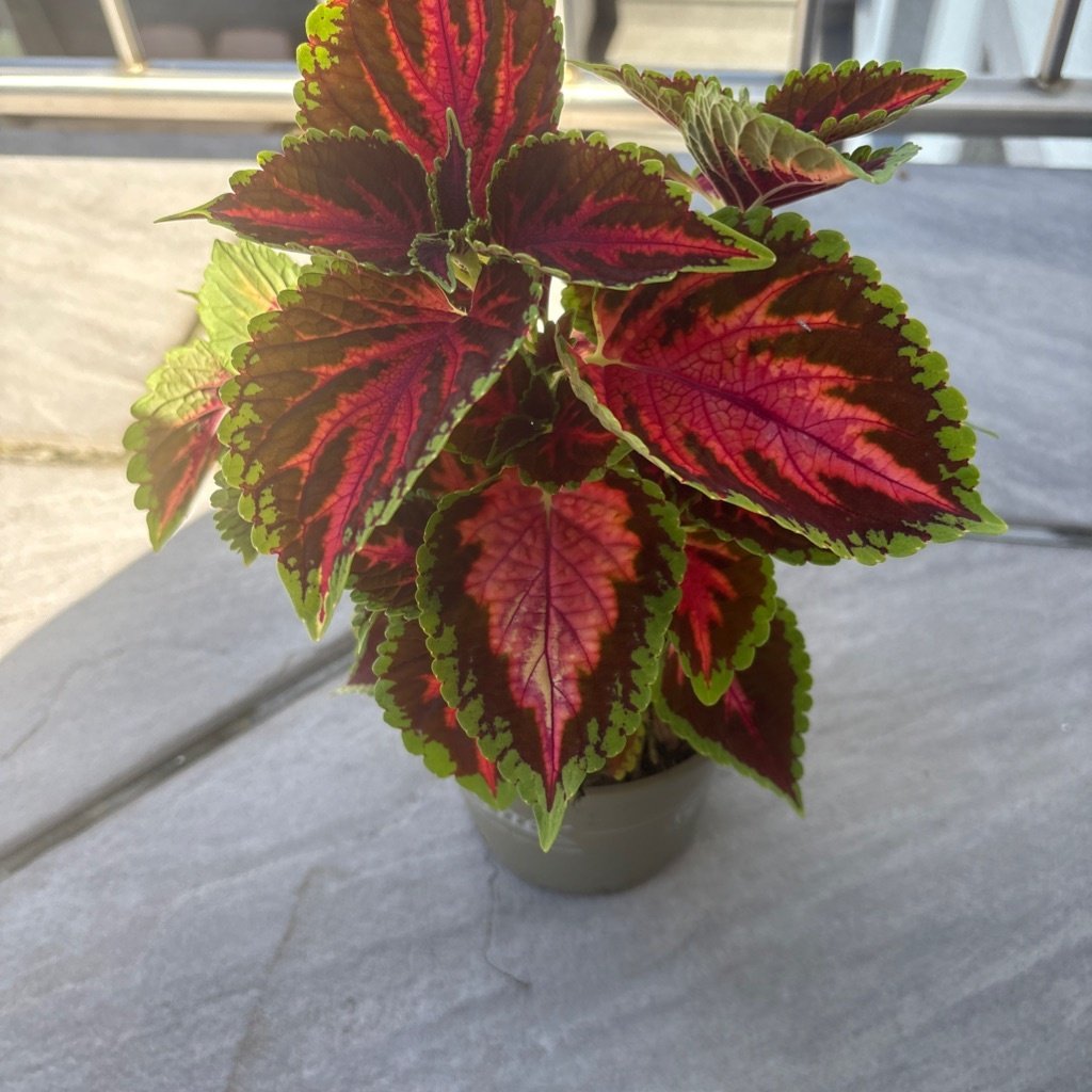 Coleus