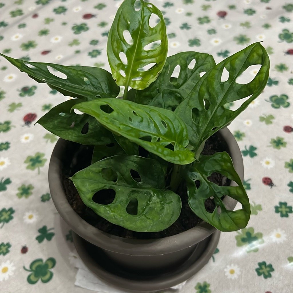 Costilla de Adán enana