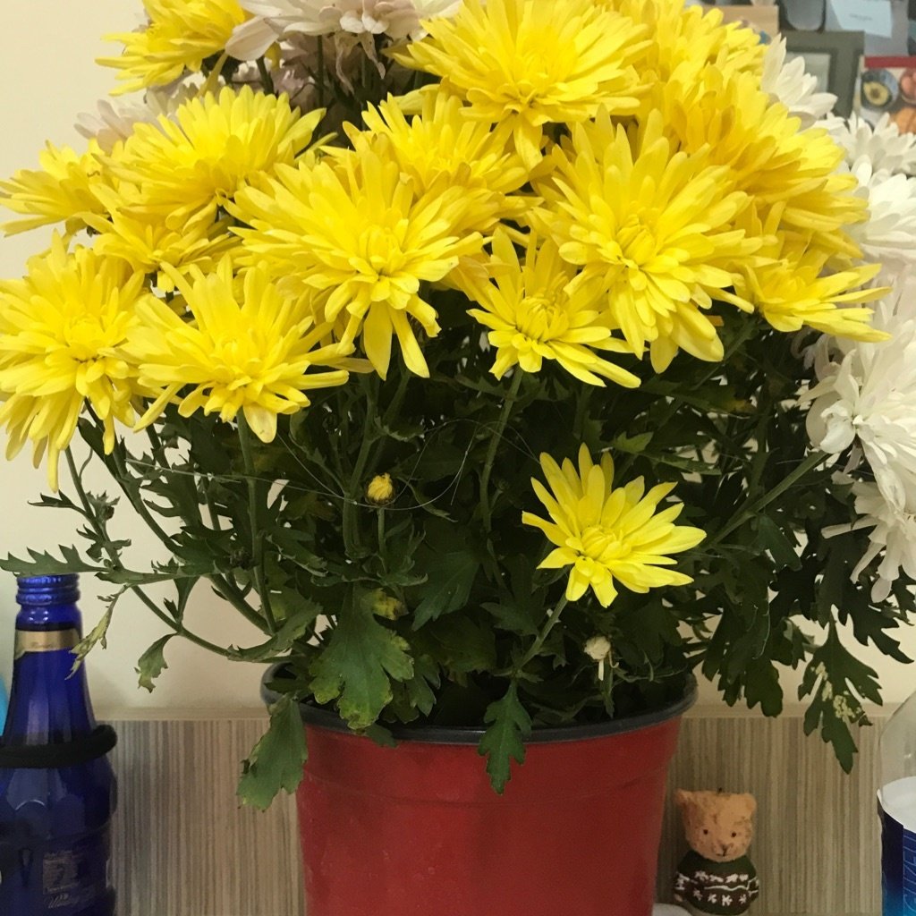 Crisantemo de Florista