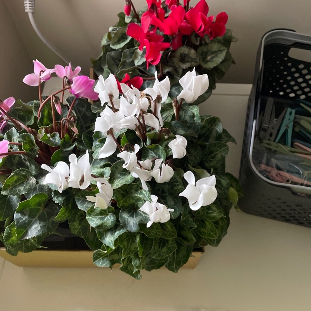 Cyclamen de Florista