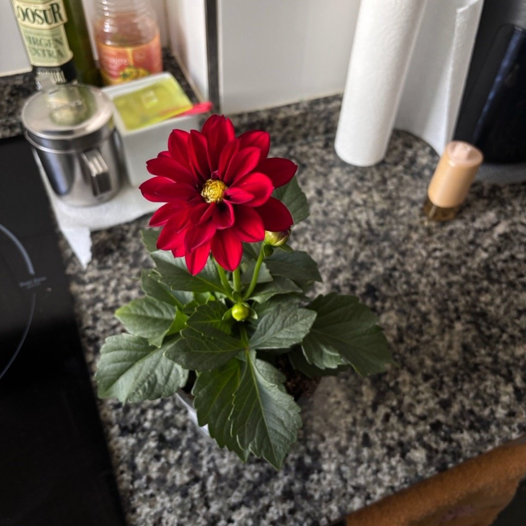 Dalia