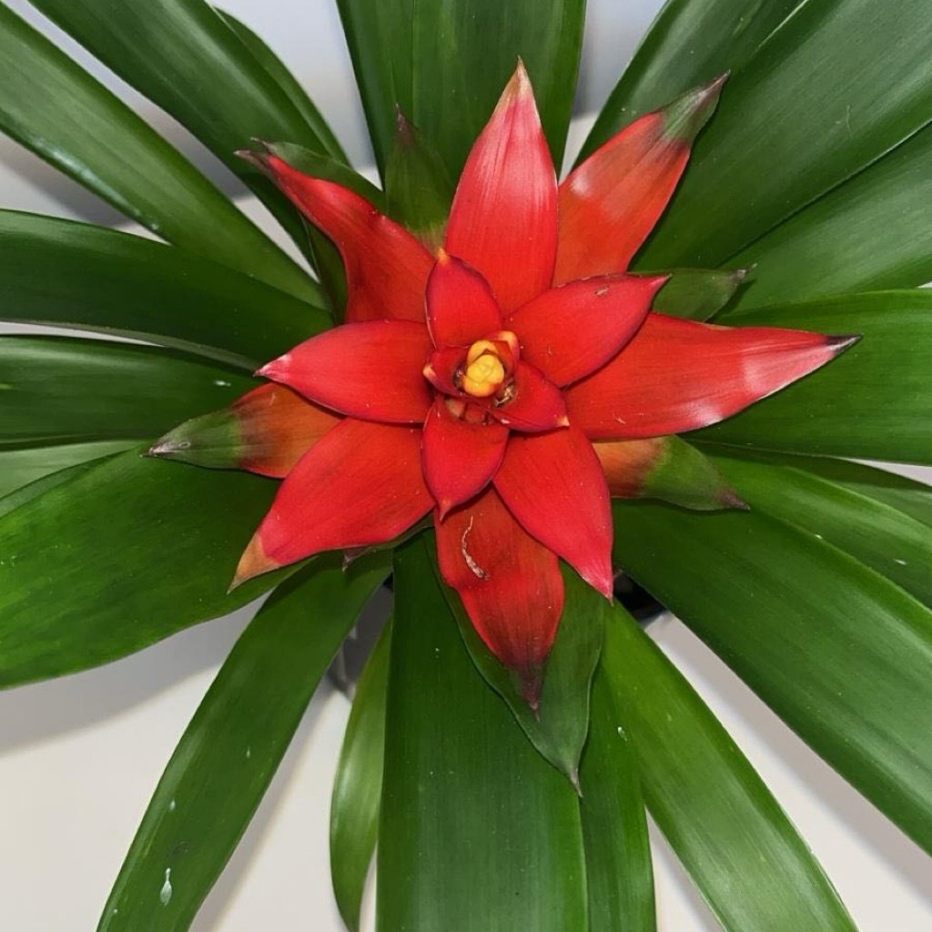 Estrella Escarlata