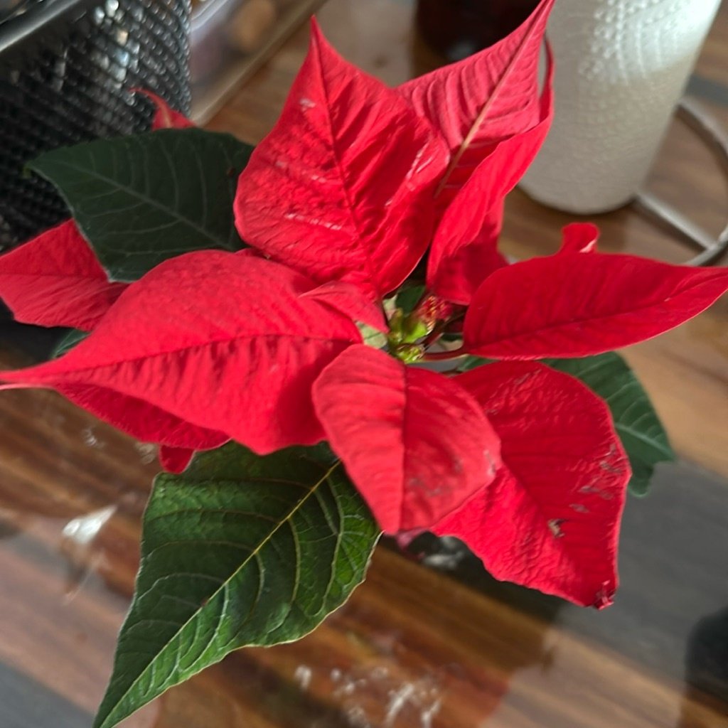 Flor de Nochebuena