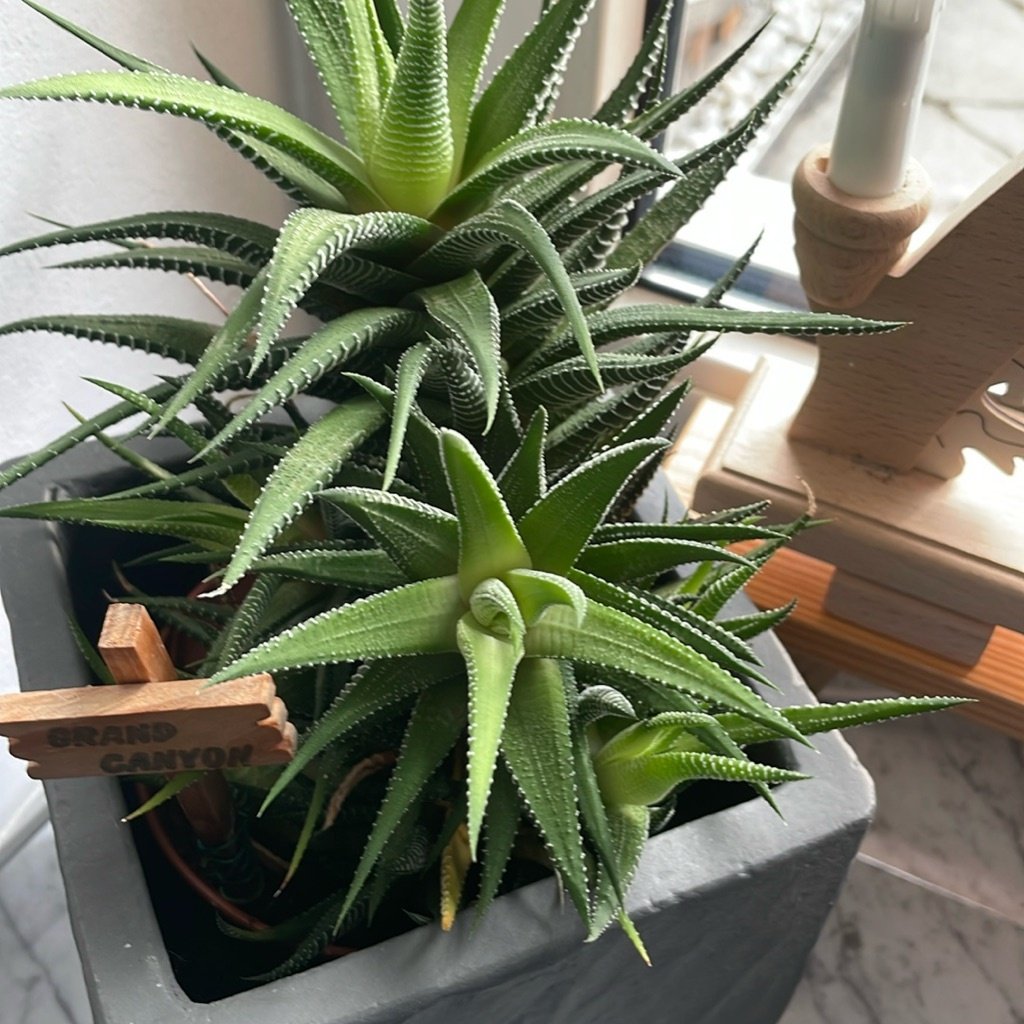 Haworthia cebra
