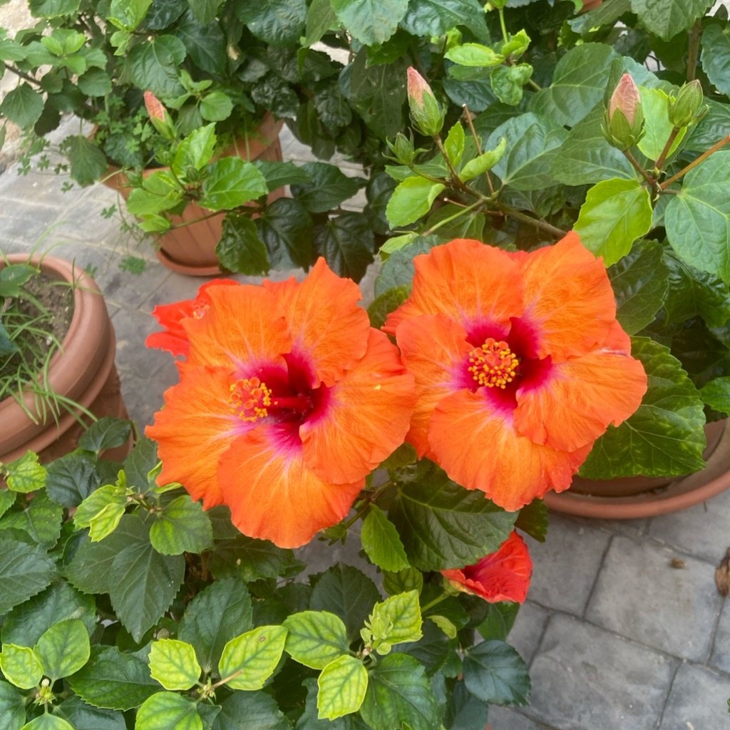 Hibisco chino
