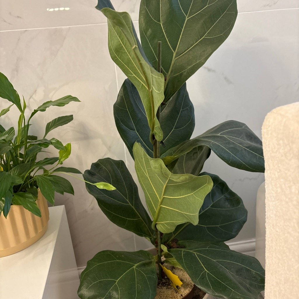 Higuera de hoja de violín