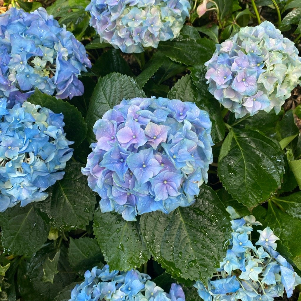 Hortensia de hojas grandes