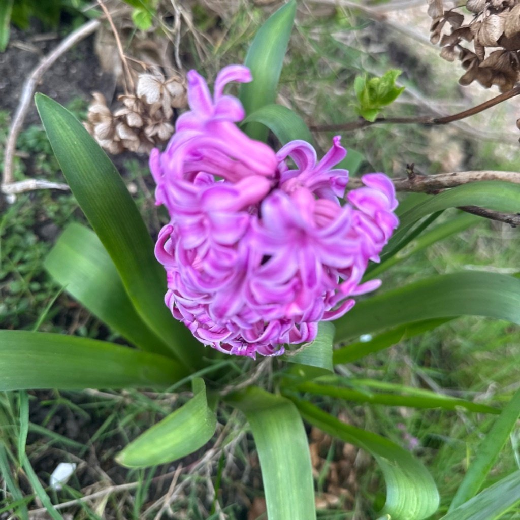 Jacinto