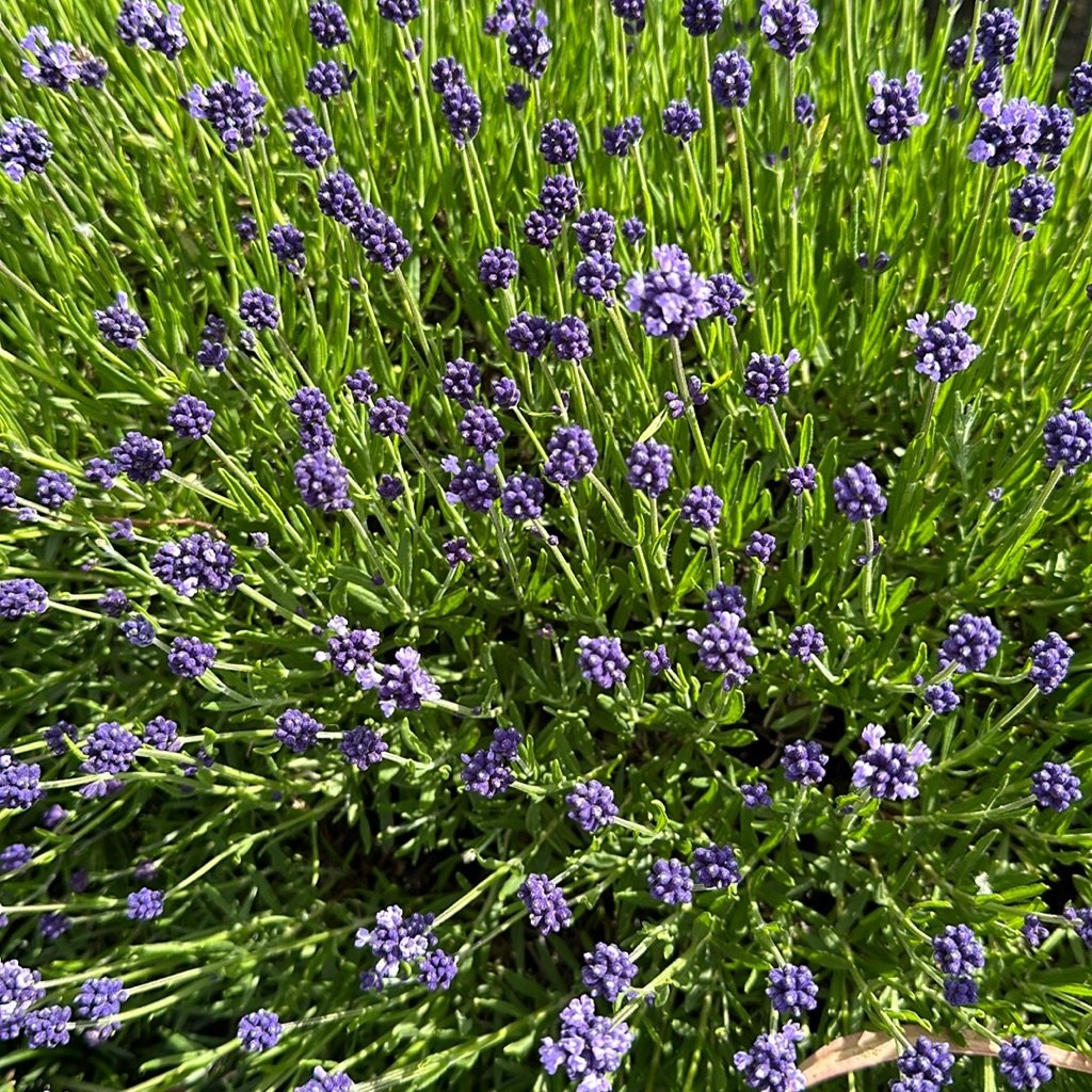 Lavanda inglesa