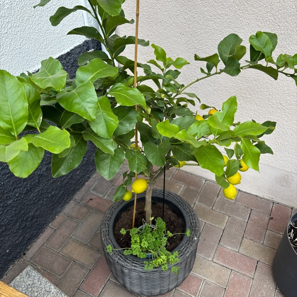 Limón