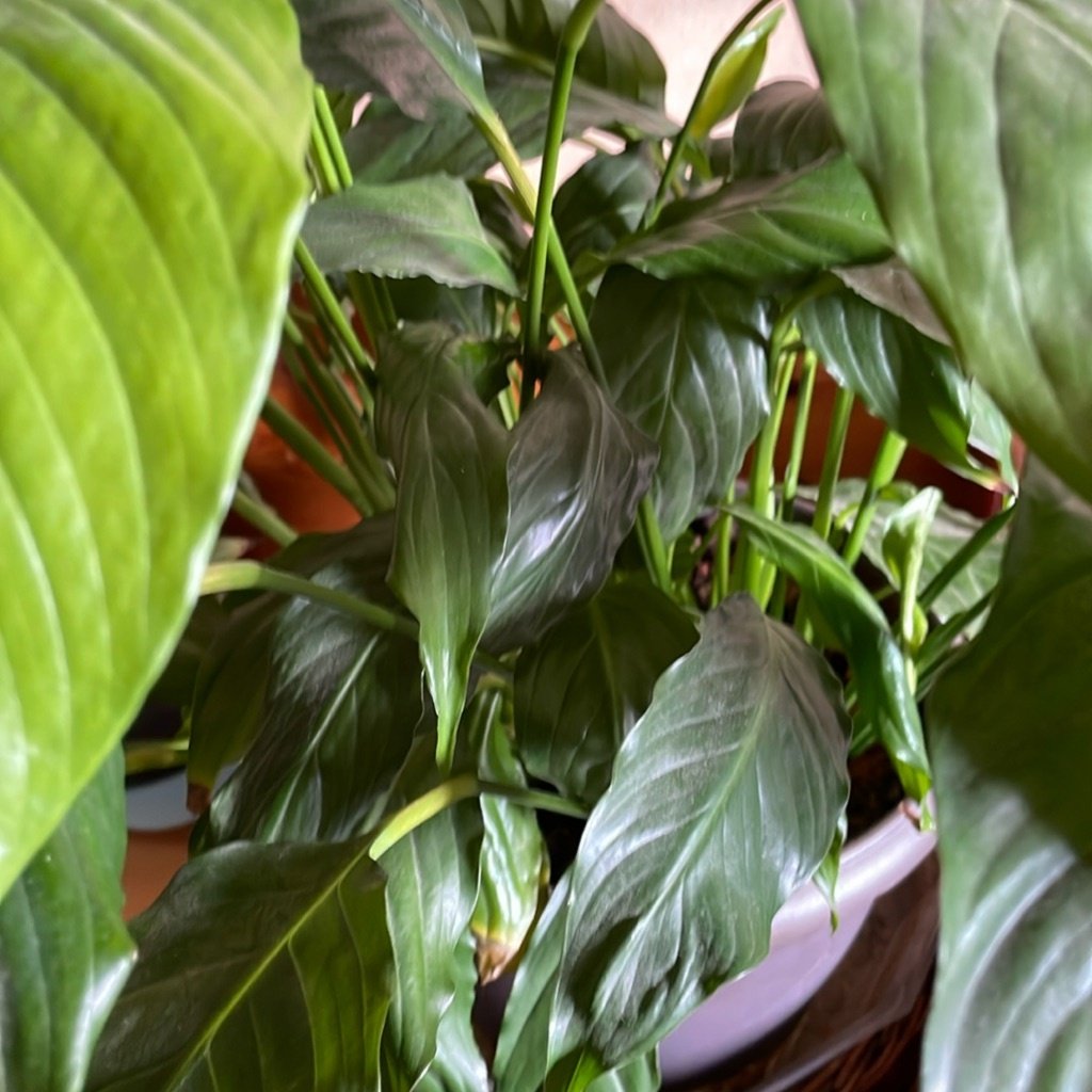 Lirio de la Paz