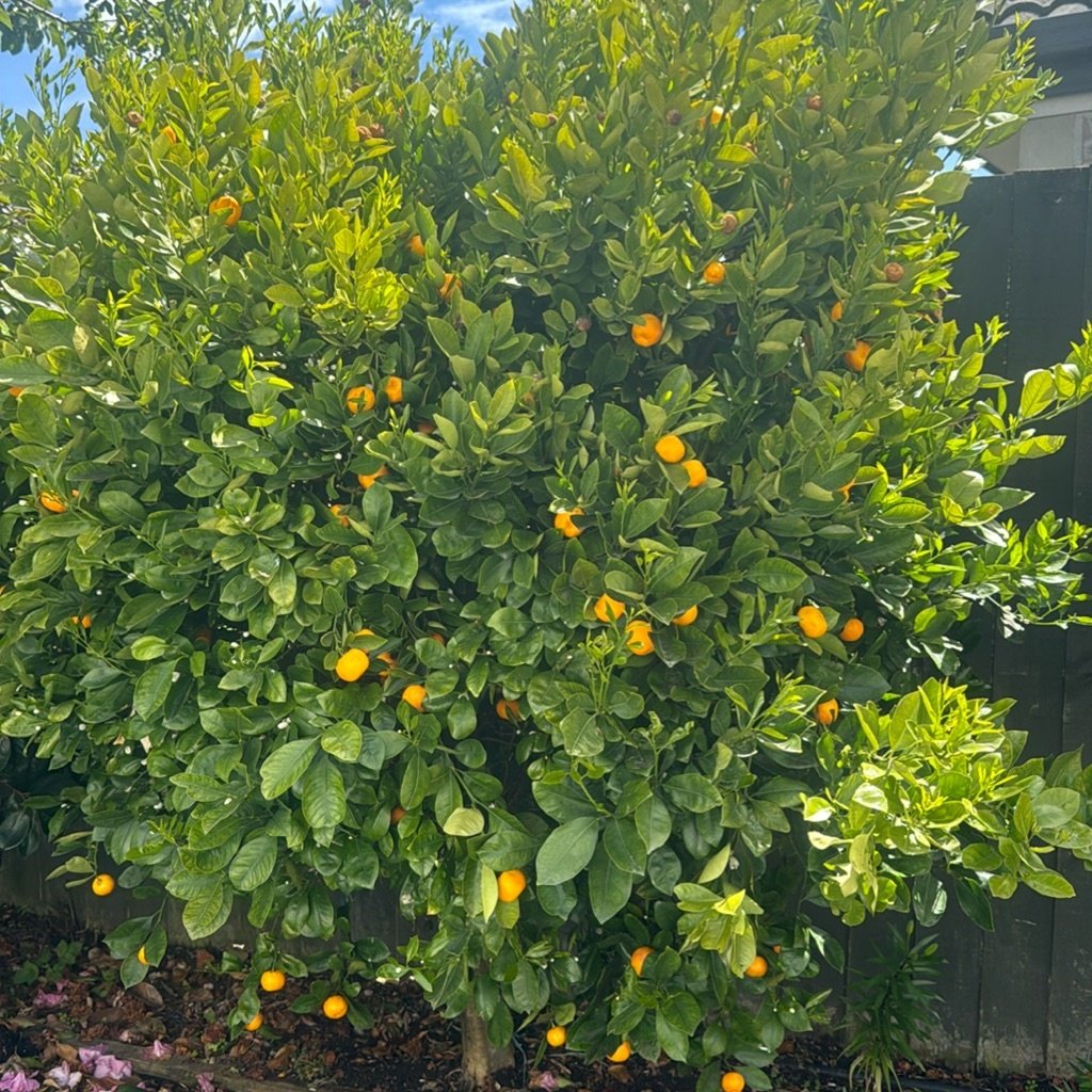 Naranja amarga