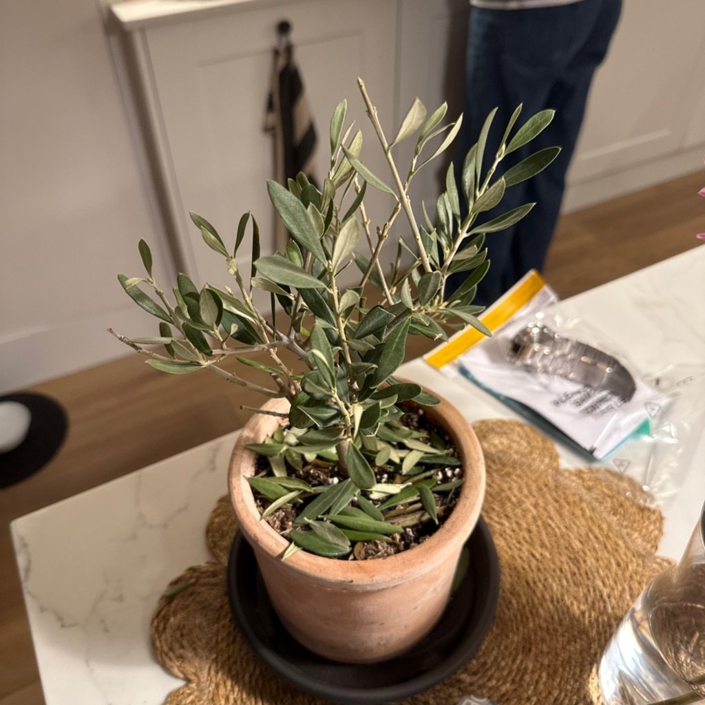 Olivo