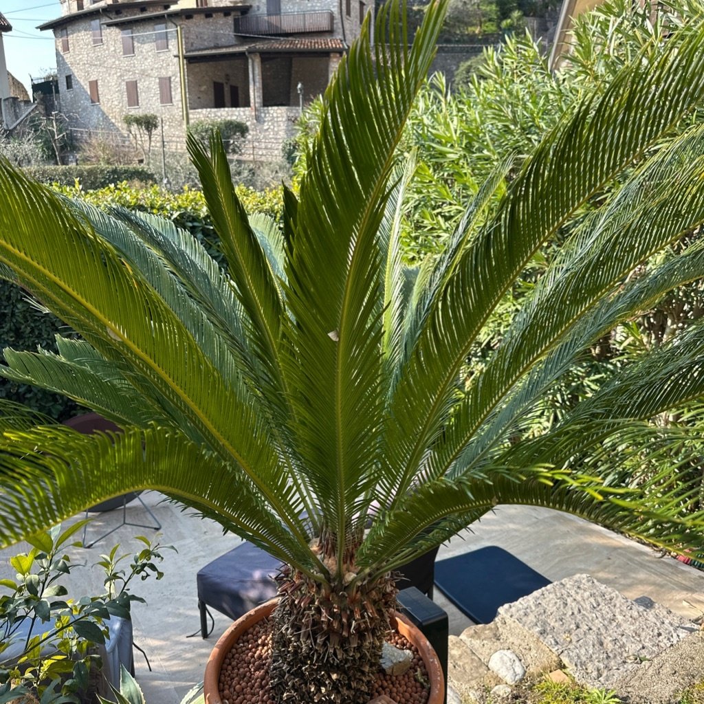 Palma de Sago