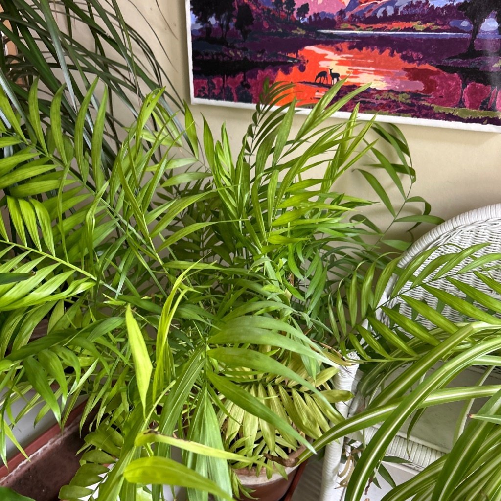 Palmera de Salón