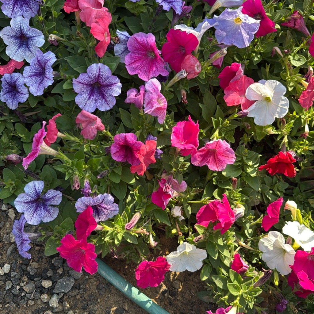 Petunia de jardín