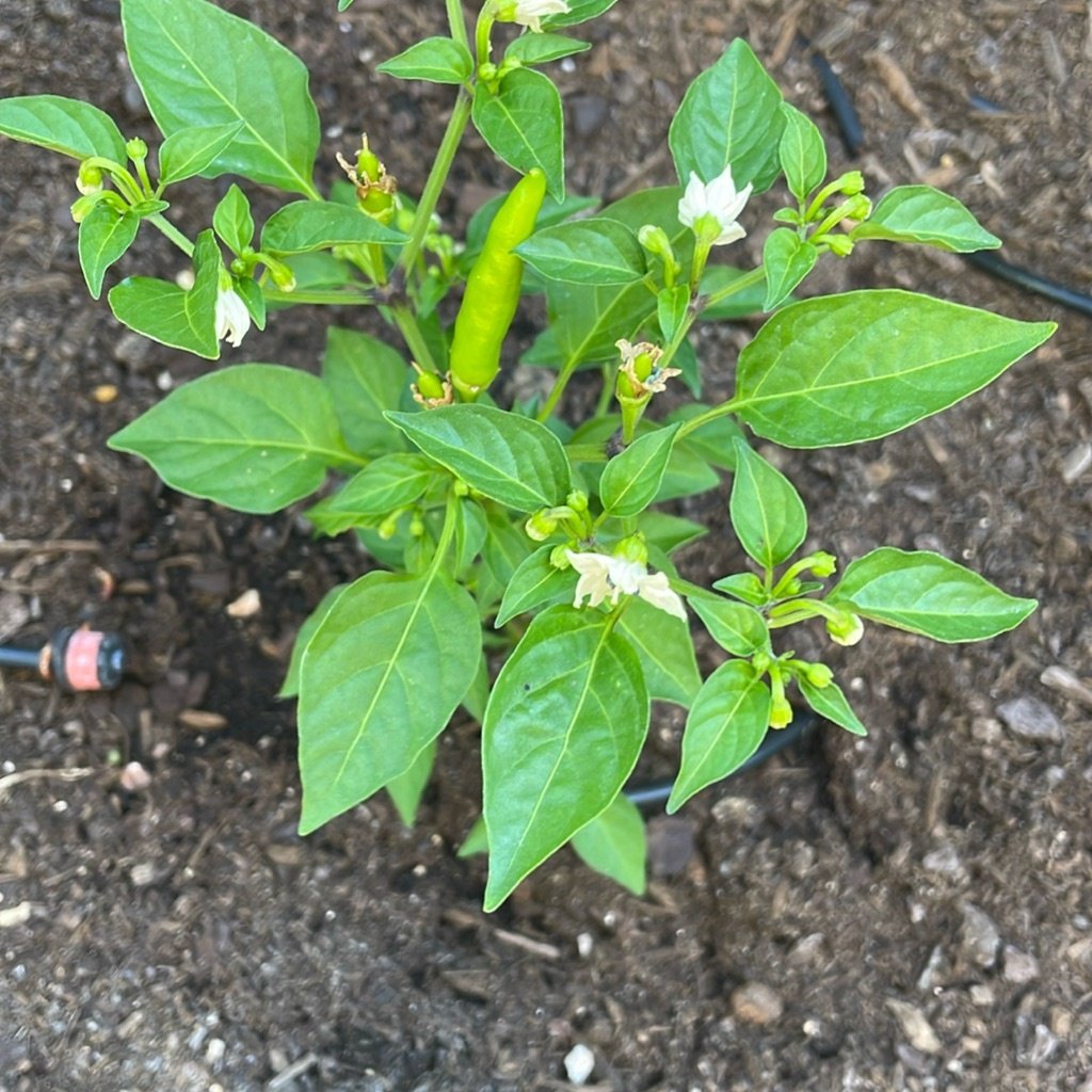 Pimiento