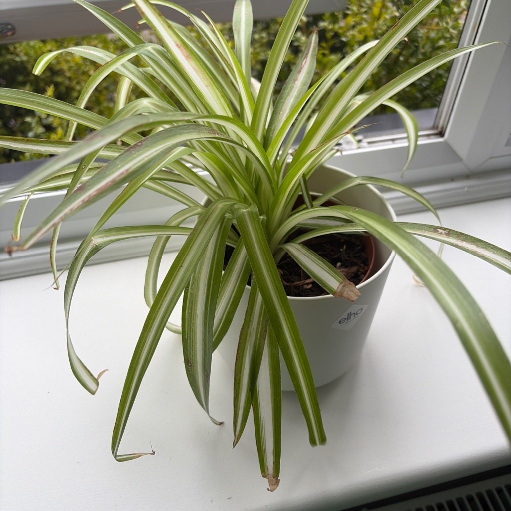 Planta Araña
