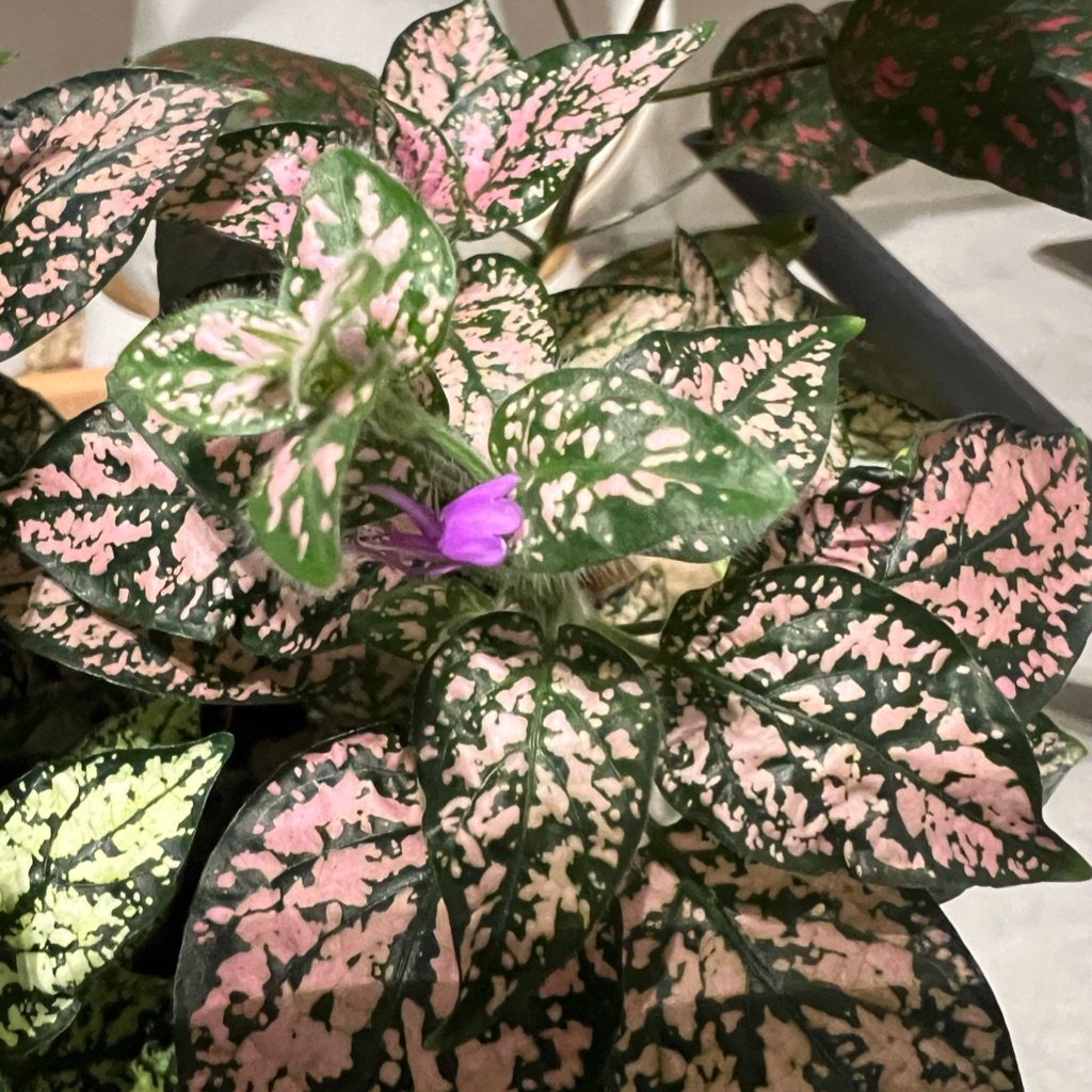 Planta Moteada