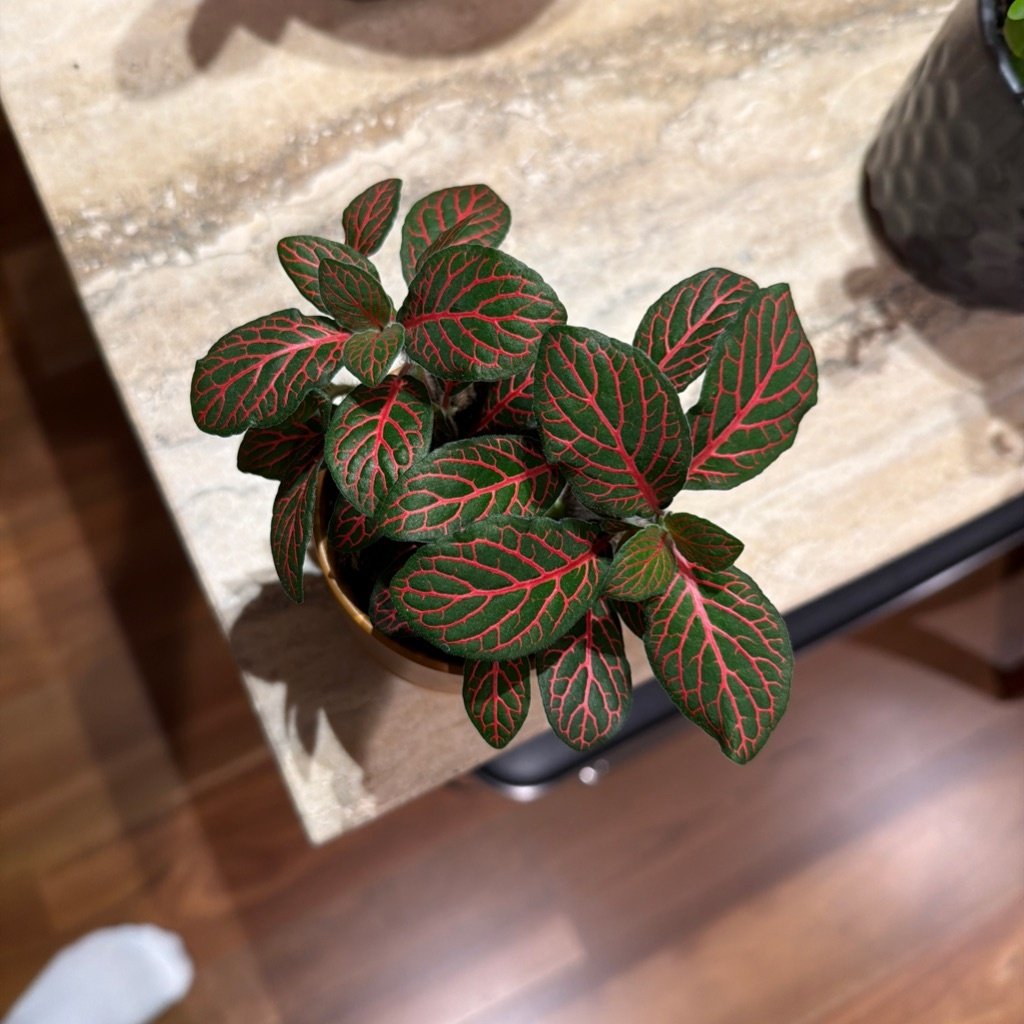 Planta Nerviosa