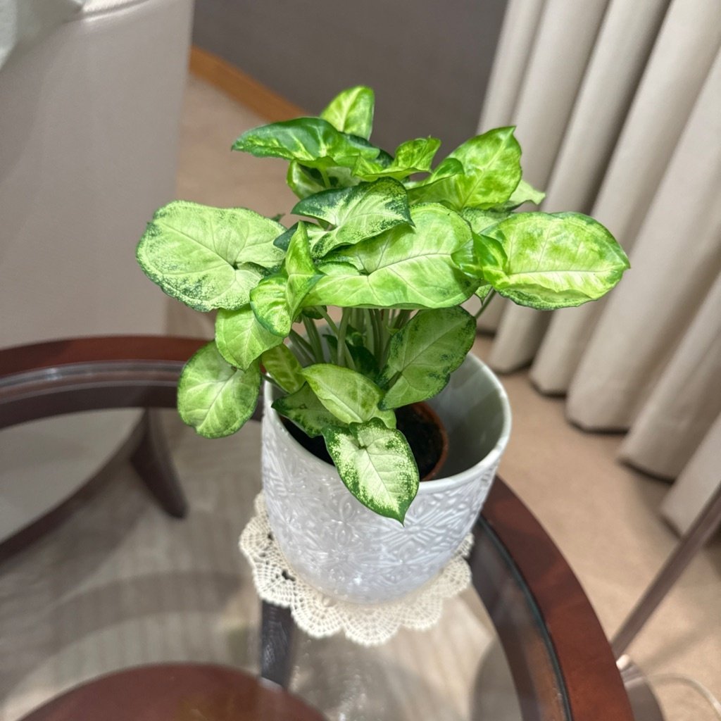Planta Punta de Flecha