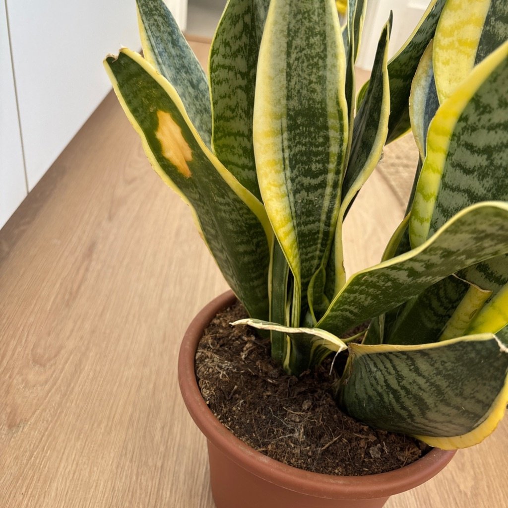 Planta Serpiente