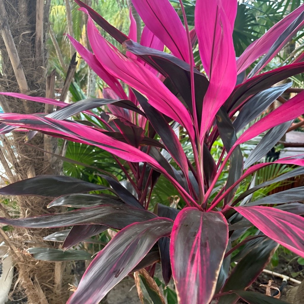 Planta Ti