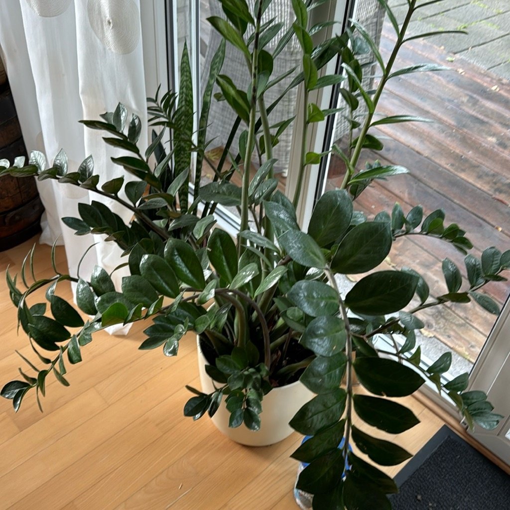 Planta ZZ