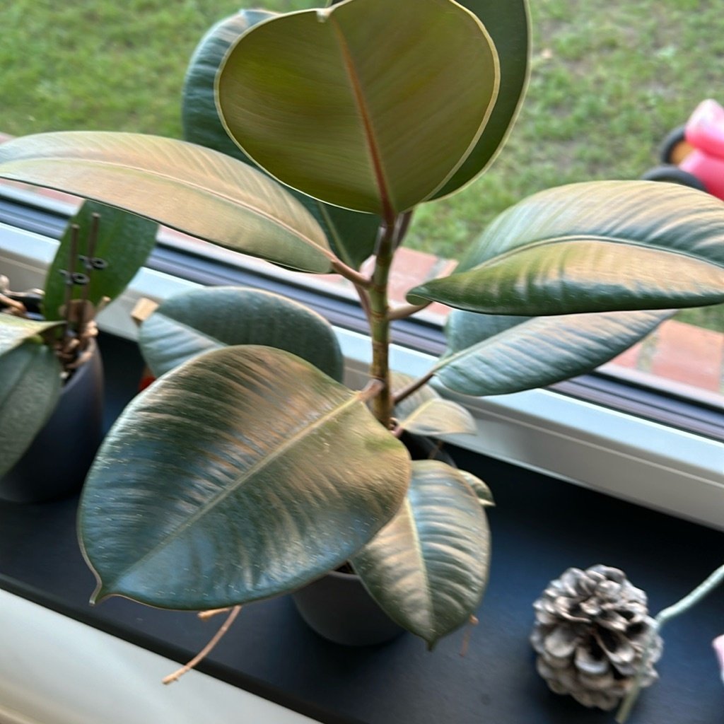 Planta de Caucho