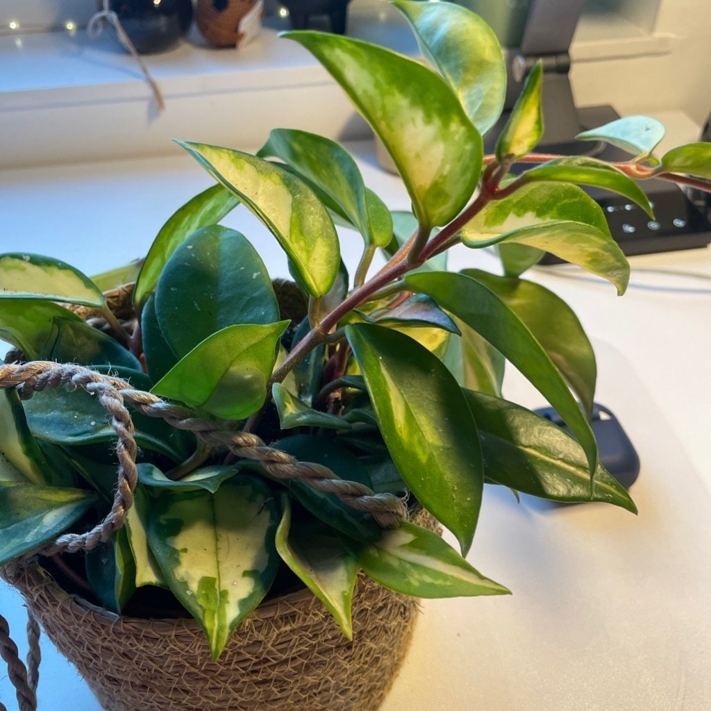 Planta de Cera