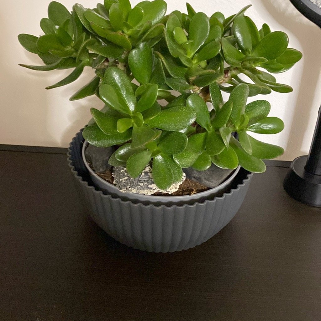 Planta de Jade