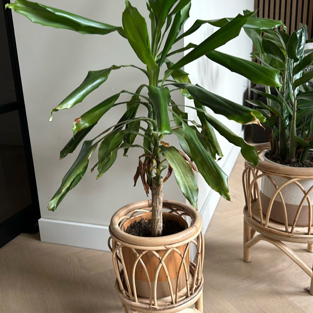 Planta de Maíz