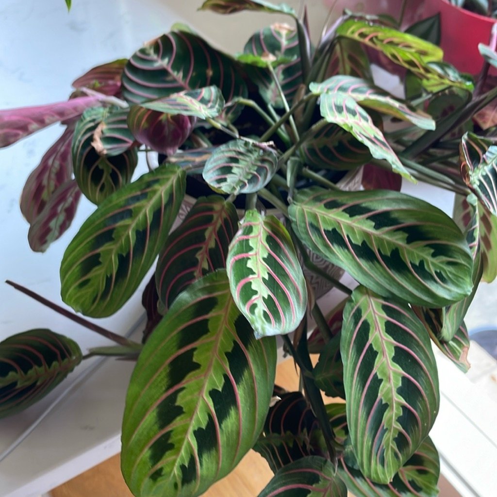 Planta de Oración