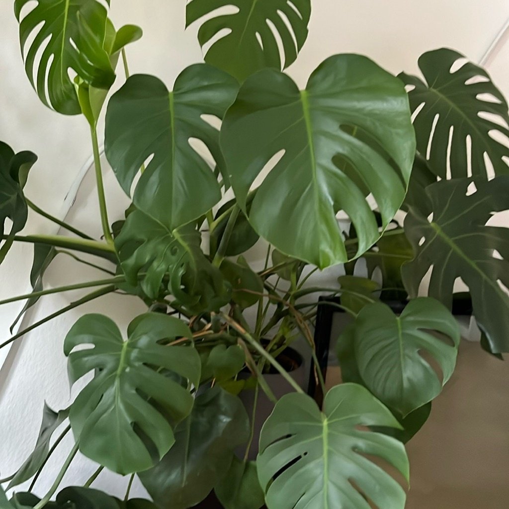Planta de Queso Suizo