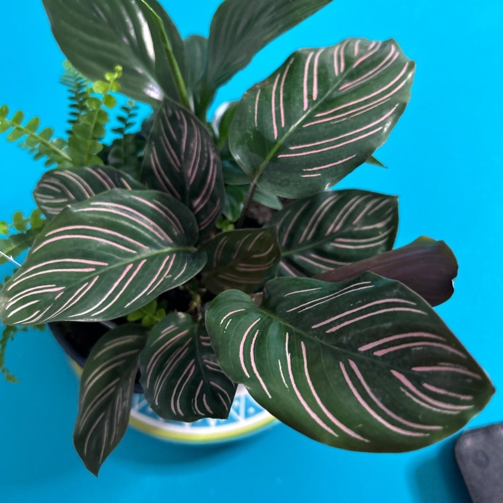 Planta de Rayas