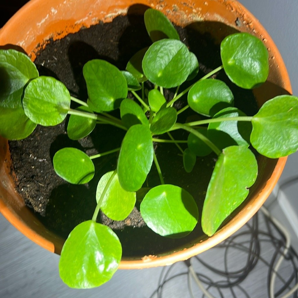 Planta del Dinero China