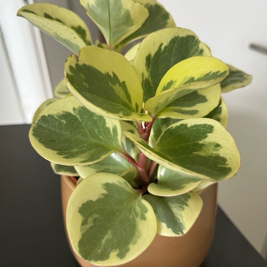Planta del Dinero Pequeña