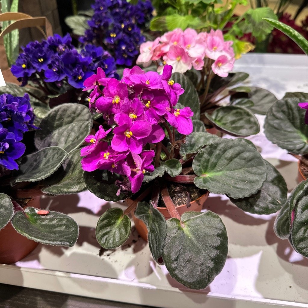 Streptocarpus Zapatilla de Dama