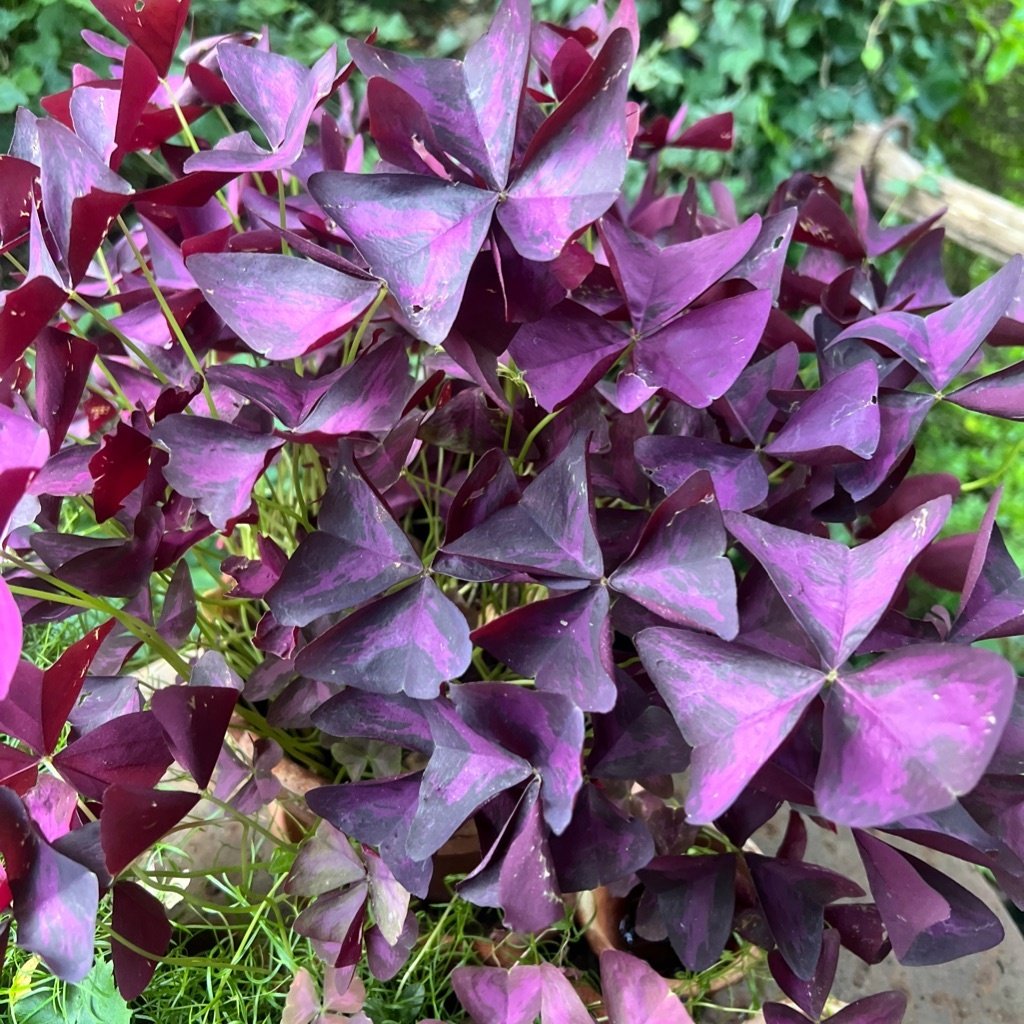 Trébol morado